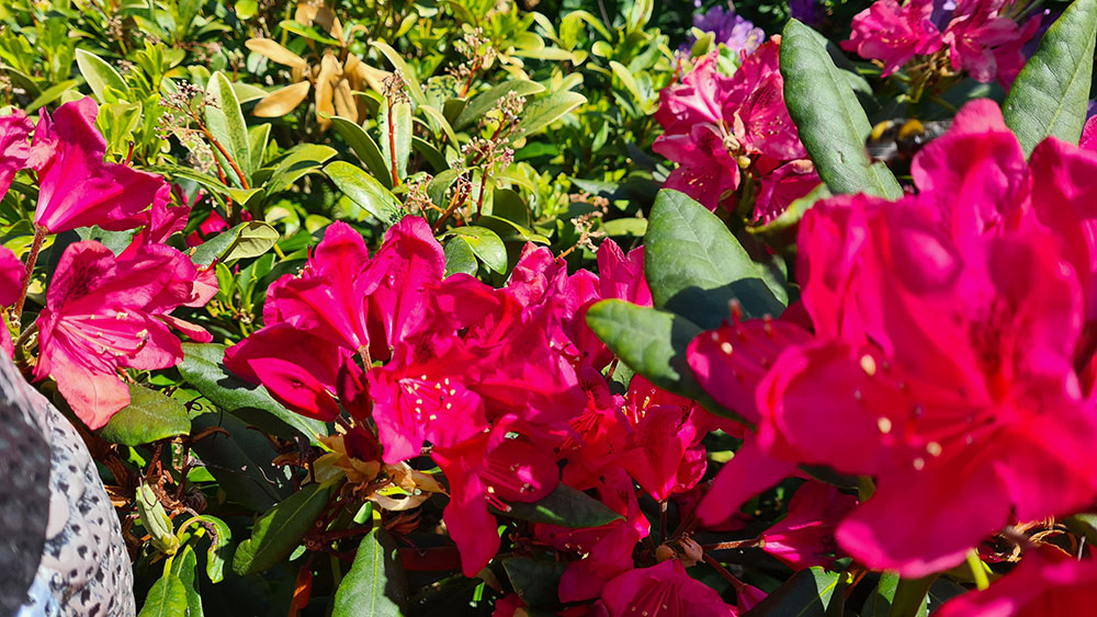 2021-06-06 14.11.27.jpg